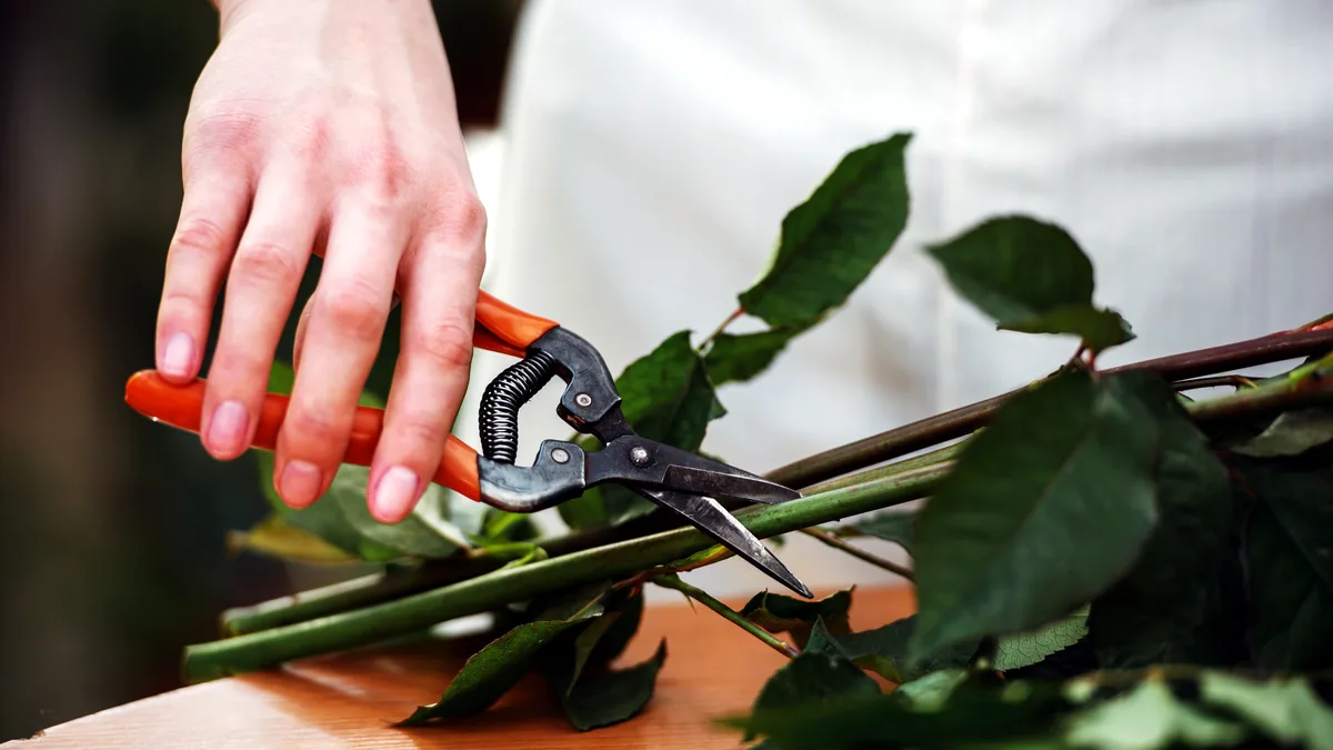 Hands using small shears to trim a stem of fresh peonies.